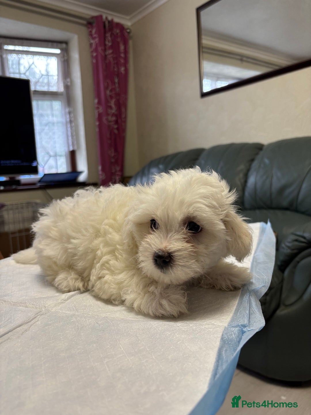 Maltese dogs for sale: Ready to go ! Gorgeous Maltese girls for salee - Image 18