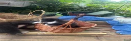 Mixed Breed cats for sale: 2 lovely boy kittens available now - Advert 3