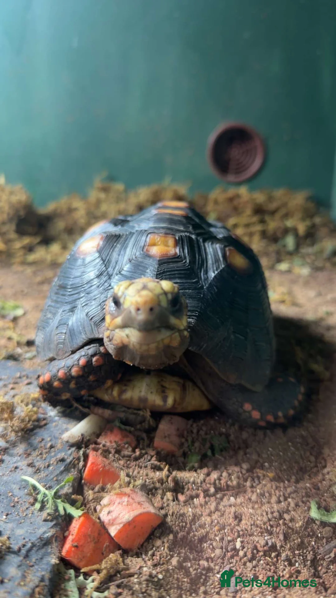 Tortoise reptiles for sale: red foot tortoise  in Peterlee - Advert 2