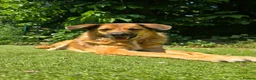 Mixed Breed dogs for adoption: Aladdin needs a loving home - Advert 9