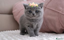 British Shorthair cats for sale: ❤️British Shorthair Kittens GCCF -Ready December  - Image 15