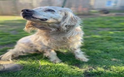 English Setter dogs for adoption: Logan - Advert 2