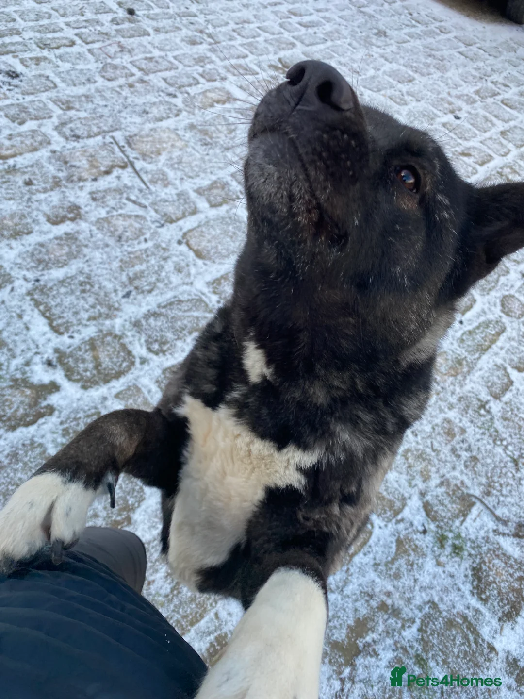 Akita dogs for sale: American Akita Female - Advert 3