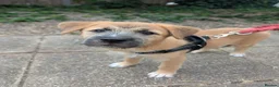 Mixed Breed dogs for sale: Stunning WolfAkita Pups – 1 Boy/1 Girl Ready now!  in Southampton - Advert 10