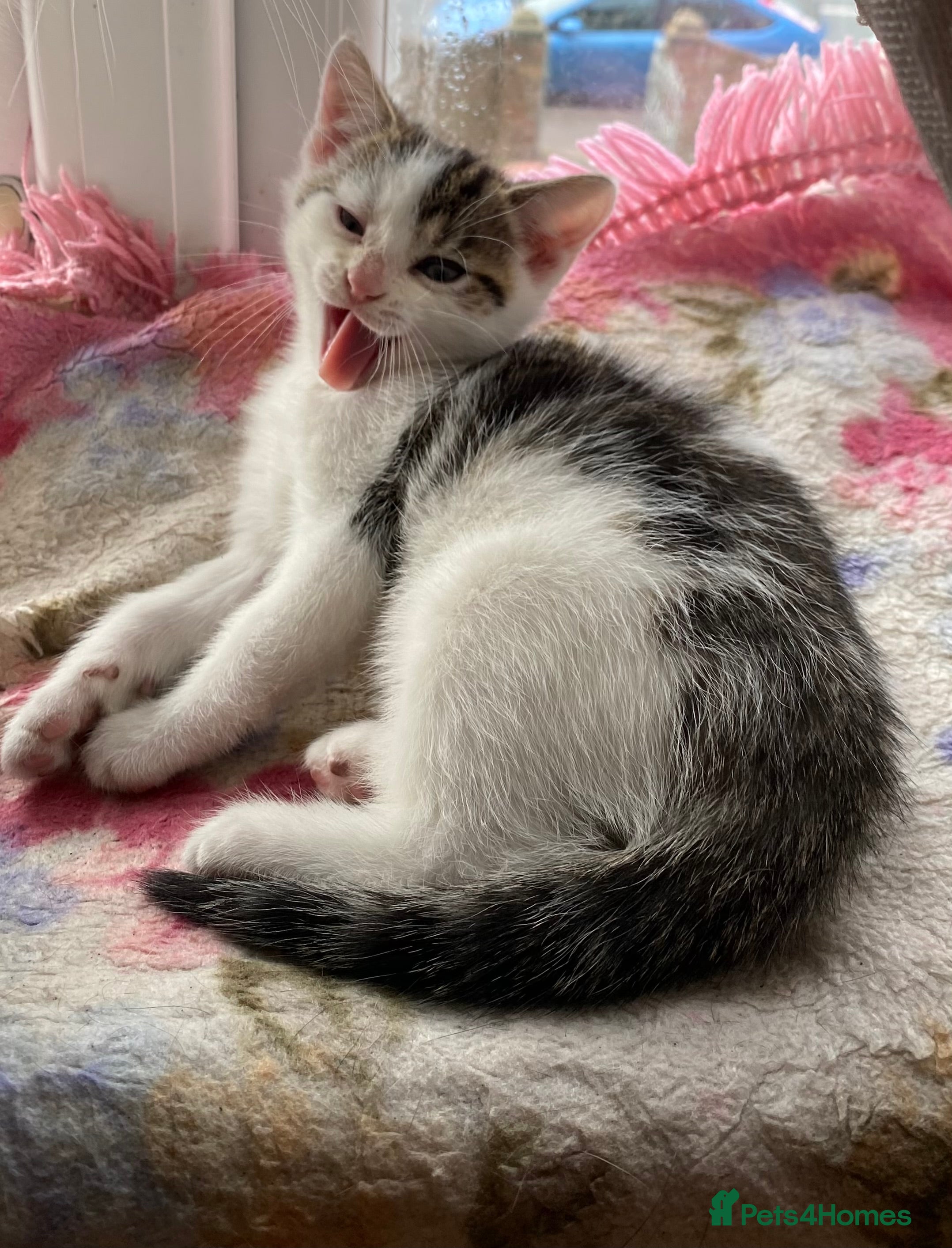 Mixed Breed cats Kitten (male) looking for a home - Advert 15
