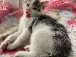 Mixed Breed cats Kitten (male) looking for a home - Advert 2