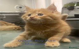 Maine Coon cats for sale: Maincoon Kitten For Sale - Image 9