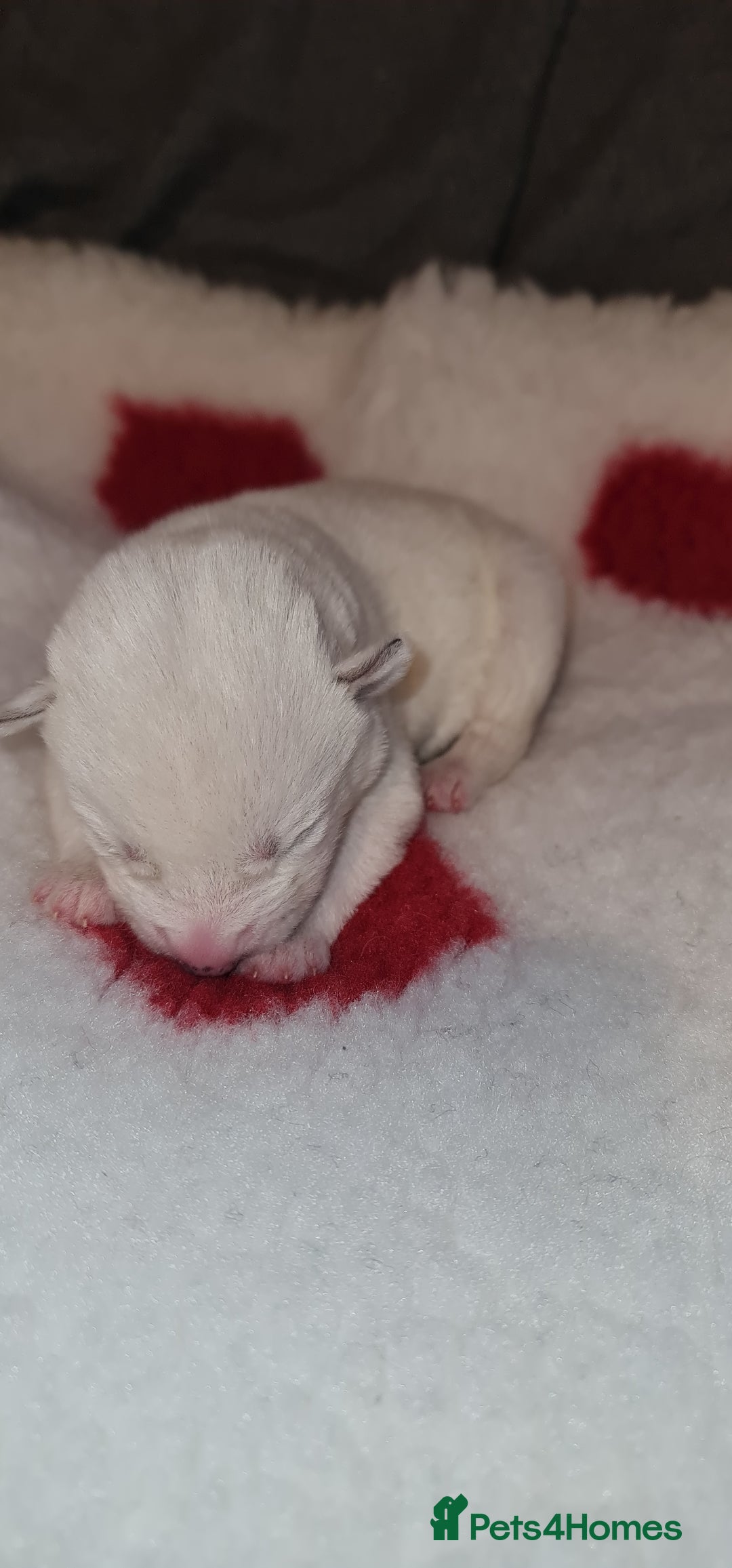 Siberian Husky dogs for sale: Ready now Siberian husky puppies  - Advert 18