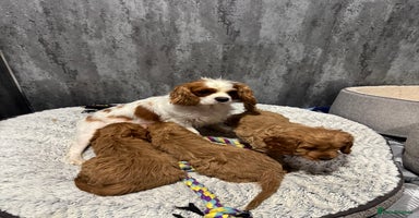 Cavapoo dogs DNA tested F1 Cavapoo puppies  - Advert 3