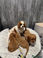 Cavapoo dogs DNA tested F1 Cavapoo puppies - Advert 3