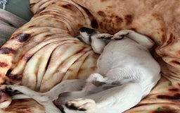 Jack Russell dogs for sale: Stunning Miniature Jack Russell Puppies!!! - Image 23