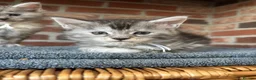 Maine Coon cats for sale: 🐾 Exceptional TICA Registered Maine Coons 🐾 - Advert 18