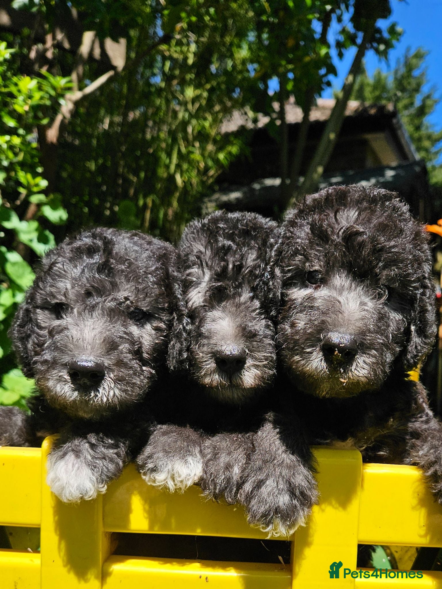 Bedlington Terrier dogs KC Registered Bedlington puppies - Advert 2