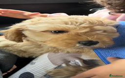 Mixed Breed dogs for sale: Cavapoochon Sadly re homing  - Image 2