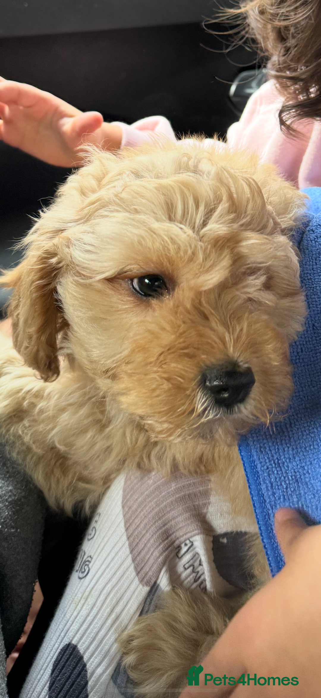 Mixed Breed dogs for sale: Cavapoochon Sadly re homing  - Image 2