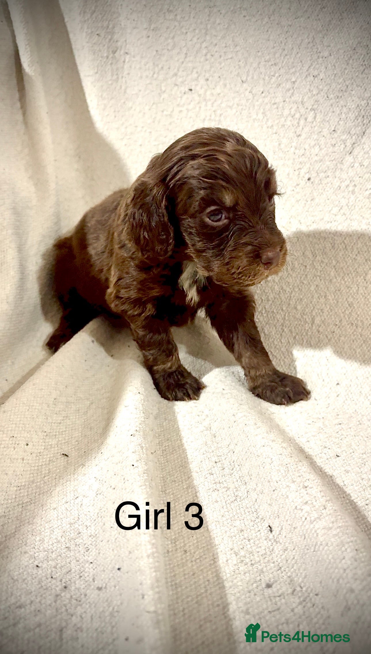 Cockapoo dogs F1B cockerpoo’s ready to leave 22nd January  - Advert 18