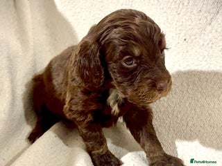 Cockapoo dogs F1B cockerpoo’s ready to leave 22nd January - Advert 18