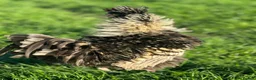 Chickens poultry for sale: Beautiful Polish Frizzle Cockerel 🐓 in Ashbourne - Advert 8