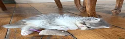 Persian cats for sale: Exotic long haired kittens male and female  - Advert 11