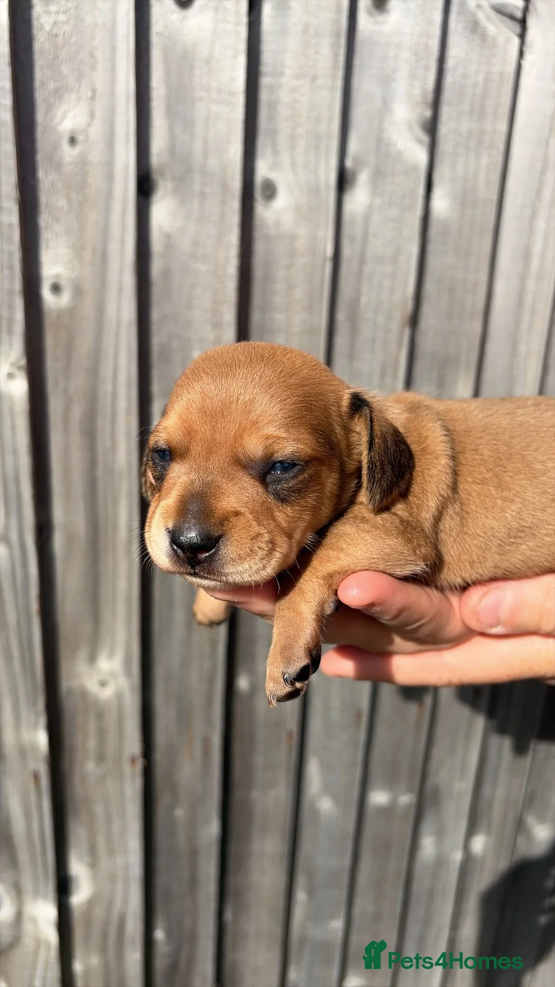 Miniature Dachshund dogs for sale: Unreal Rare colours, black,chocolate & creme in Southampton - Advert 15