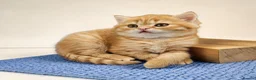 Scottish Fold cats for sale: Adorable Scottish Fold Straight Ear Tabby Kittens  - Advert 7