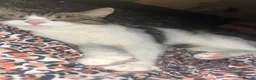 Scottish Fold cats for sale: Male Scottish ear fold  in Hyde - Advert 1