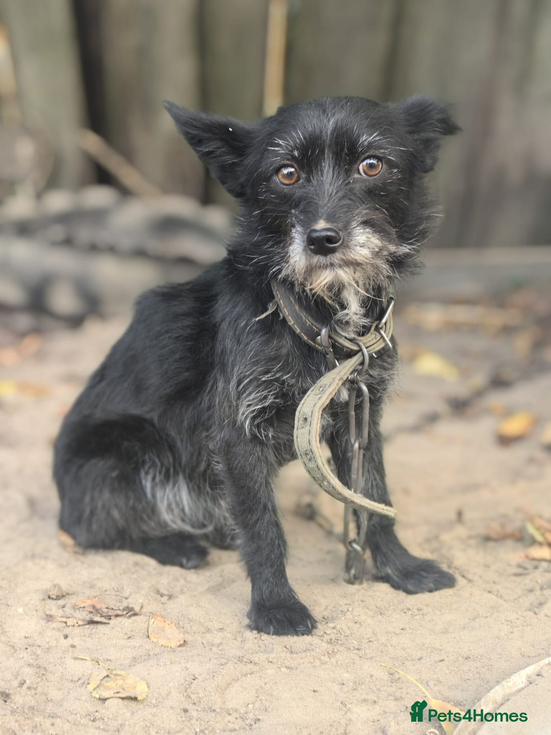 Norfolk Terrier dogs for adoption: KNOPA – Female Norfolk Terrier - Advert 6