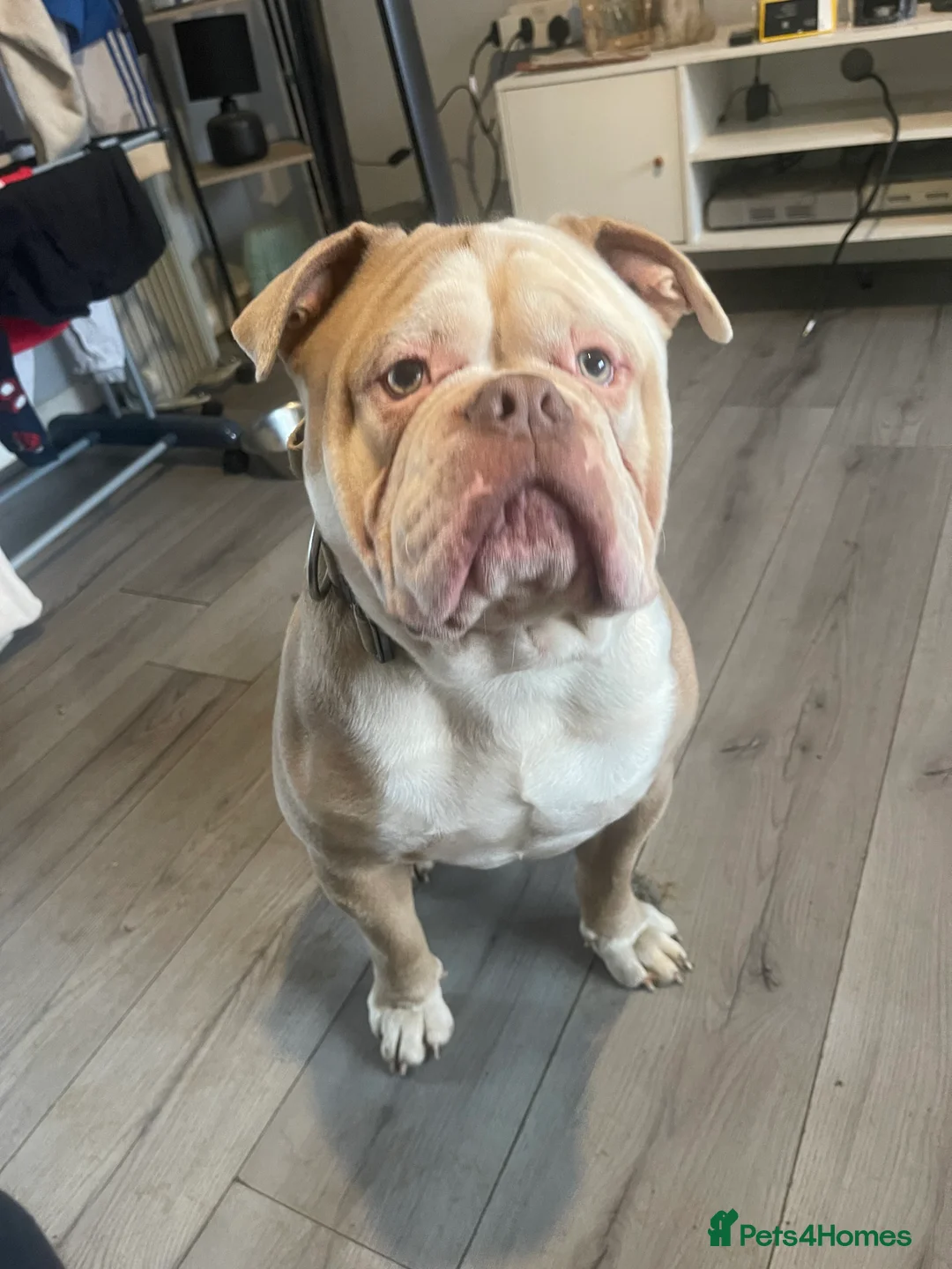 Olde English Bulldogge dogs for sale: Old English bulldog - Advert 1