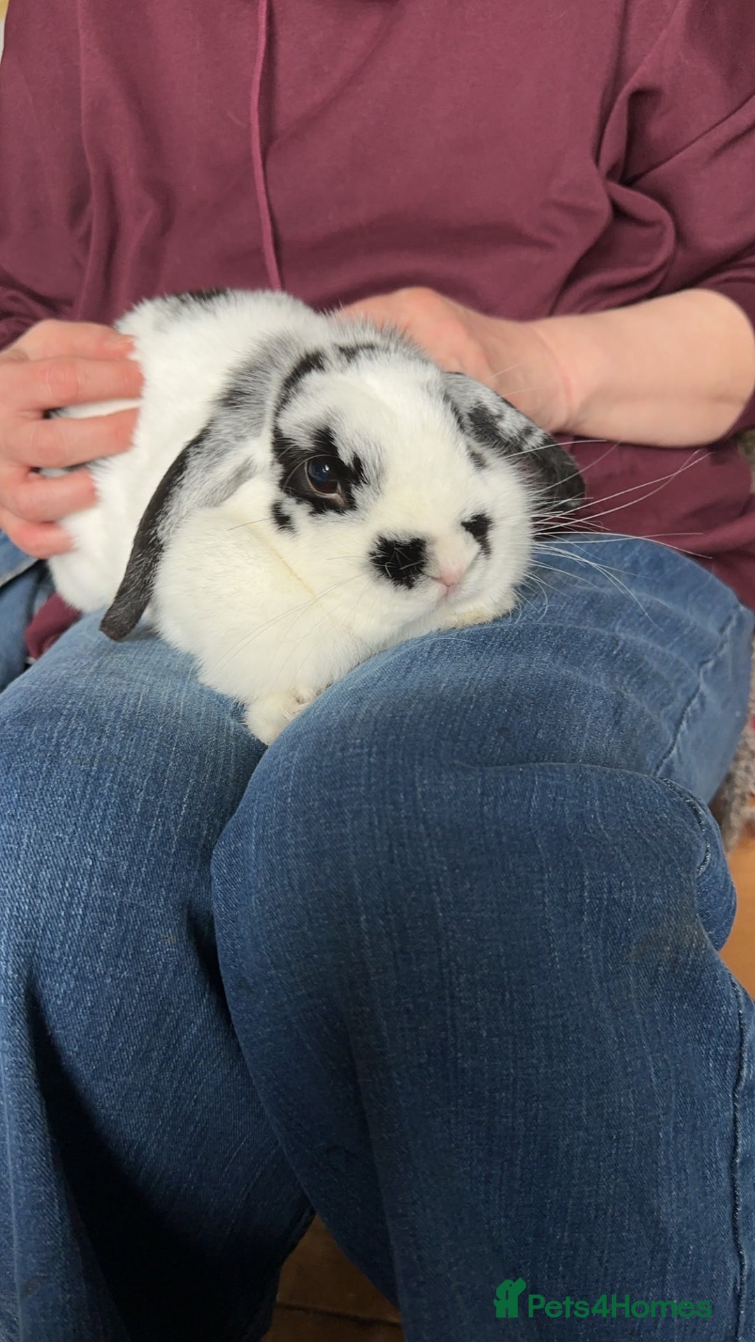 English Lop rabbits for sale: 4 year old English lop - Advert 4