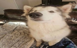 Alaskan Malamute dogs for sale: 1 year old Alaskan Malamute girl to good home. - Image 2