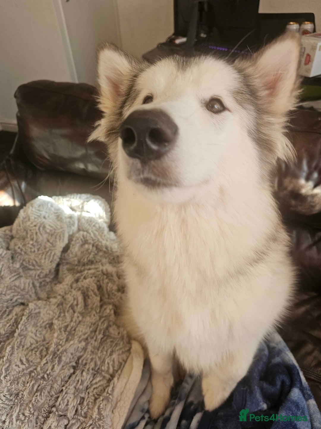 Alaskan Malamute dogs for sale: 1 year old Alaskan Malamute girl to good home. - Image 2