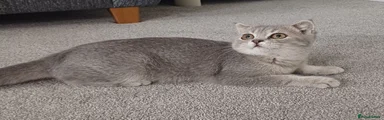 Scottish Fold 1