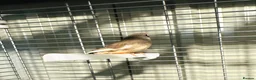Finches birds for sale: Male & Female Pair Zebra Finches With Cage  - Advert 4