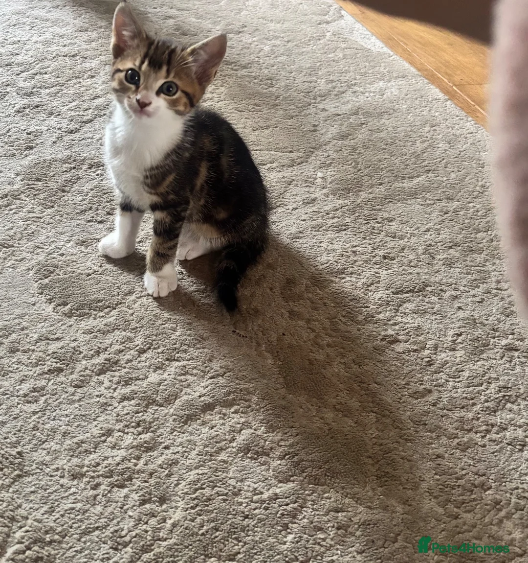 Mixed Breed cats for sale: Tabby and white kittens for sale  - Advert 2