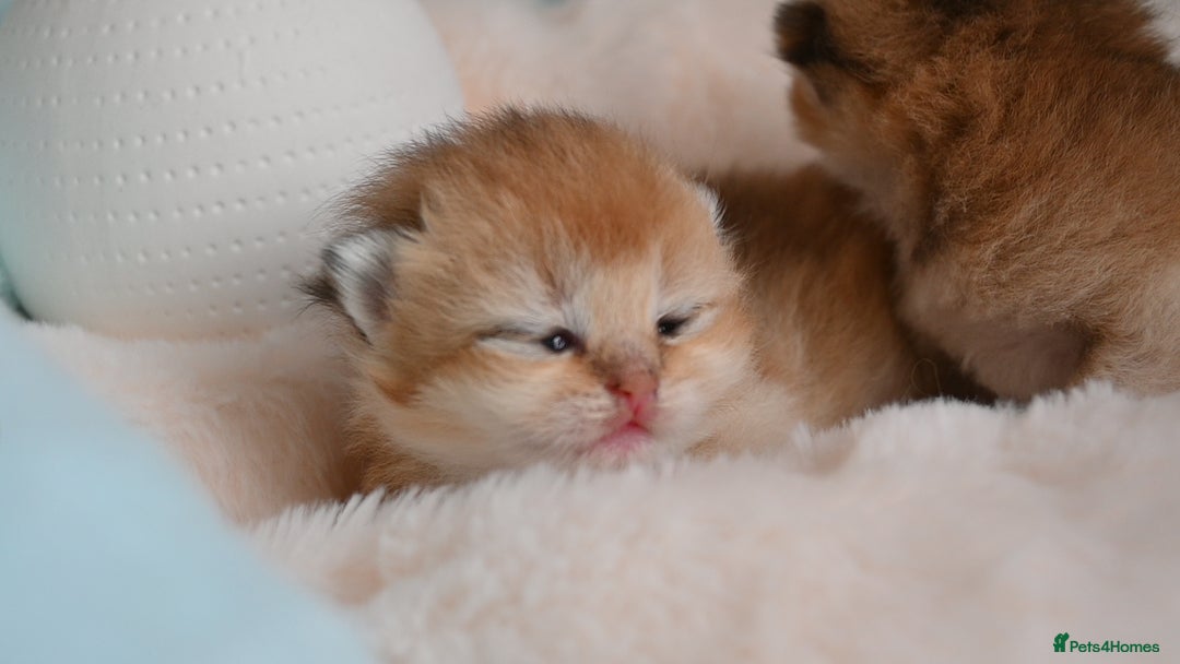 British Shorthair cats for sale: BSH Golden kittens Show quality Ch line  - Image 7