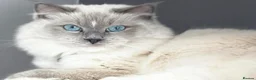 Mixed Breed cats for sale: Beautiful ragdoll x British short haired kittens  - Advert 6