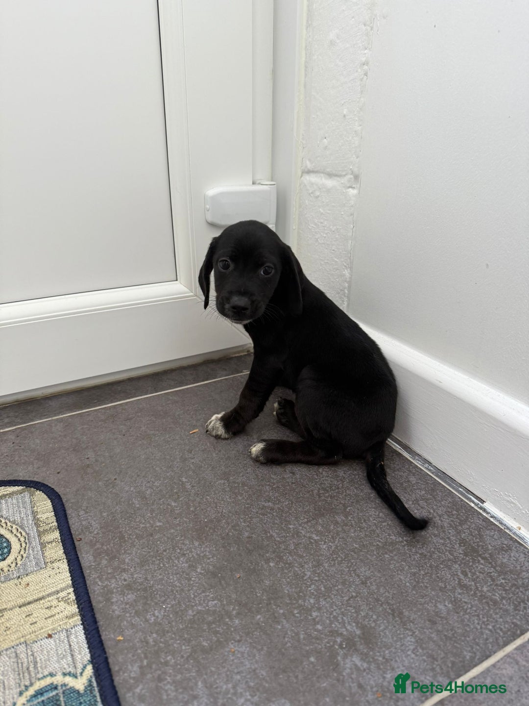 Mixed Breed dogs for sale: 6 beautiful jack russle cross cocker spaniels  - Image 21