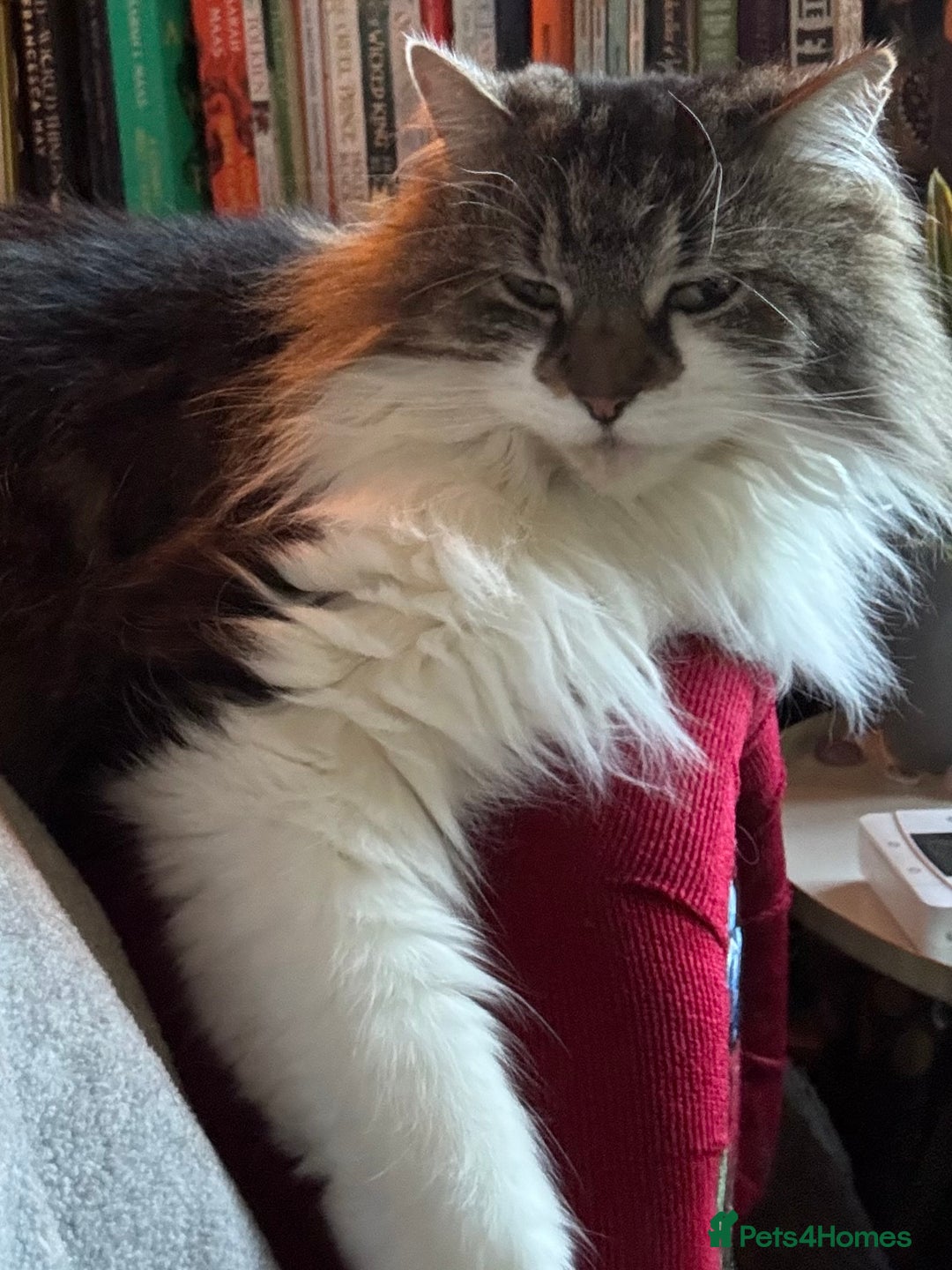 Mixed Breed cats for sale: Princess is looking for a new home - Image 3