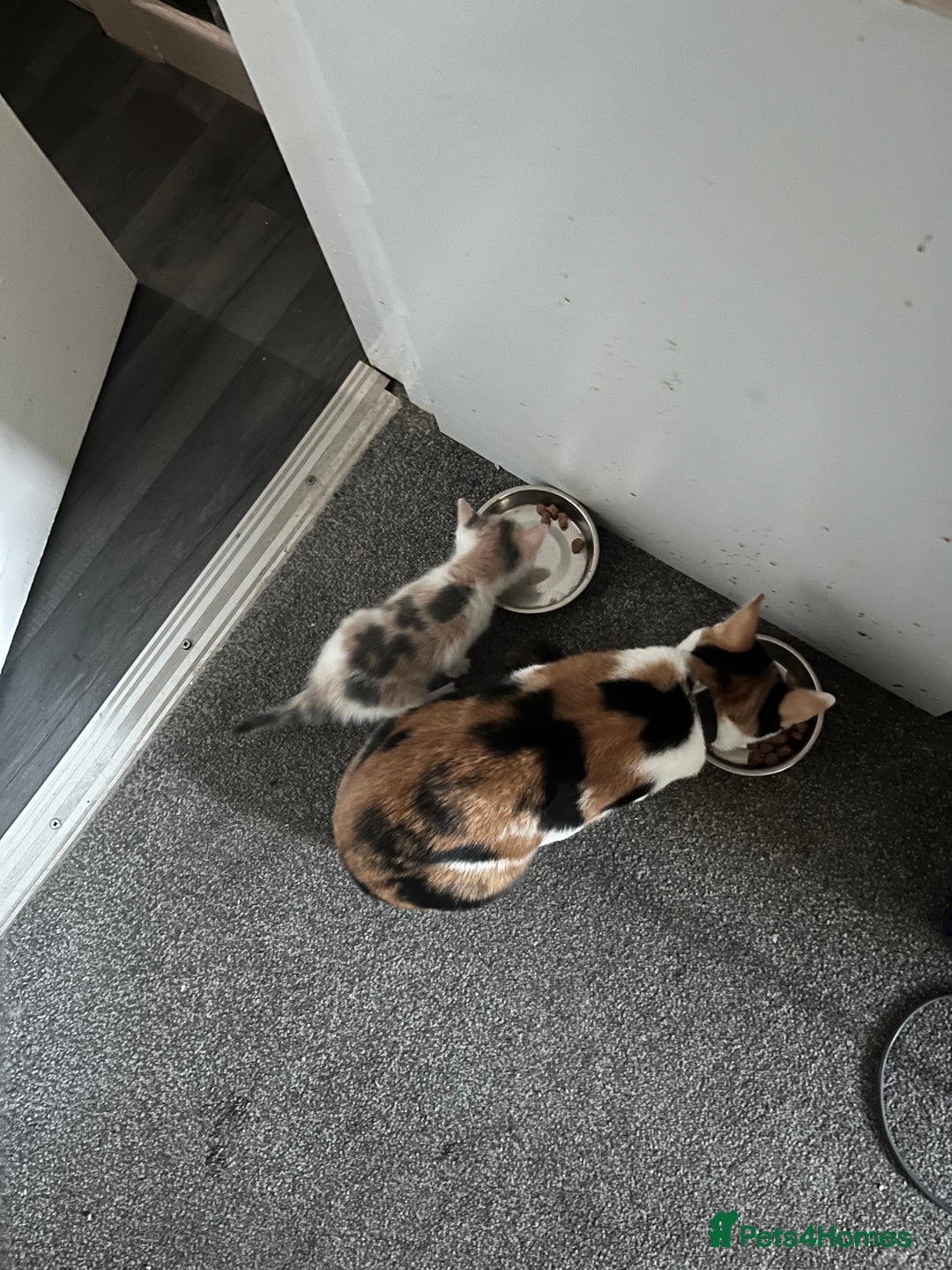 Mixed Breed cats for sale: Kittens for sale - Advert 4