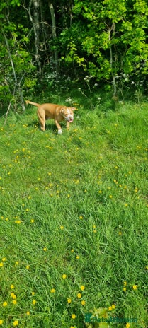 Mixed Breed dogs - Advert 1