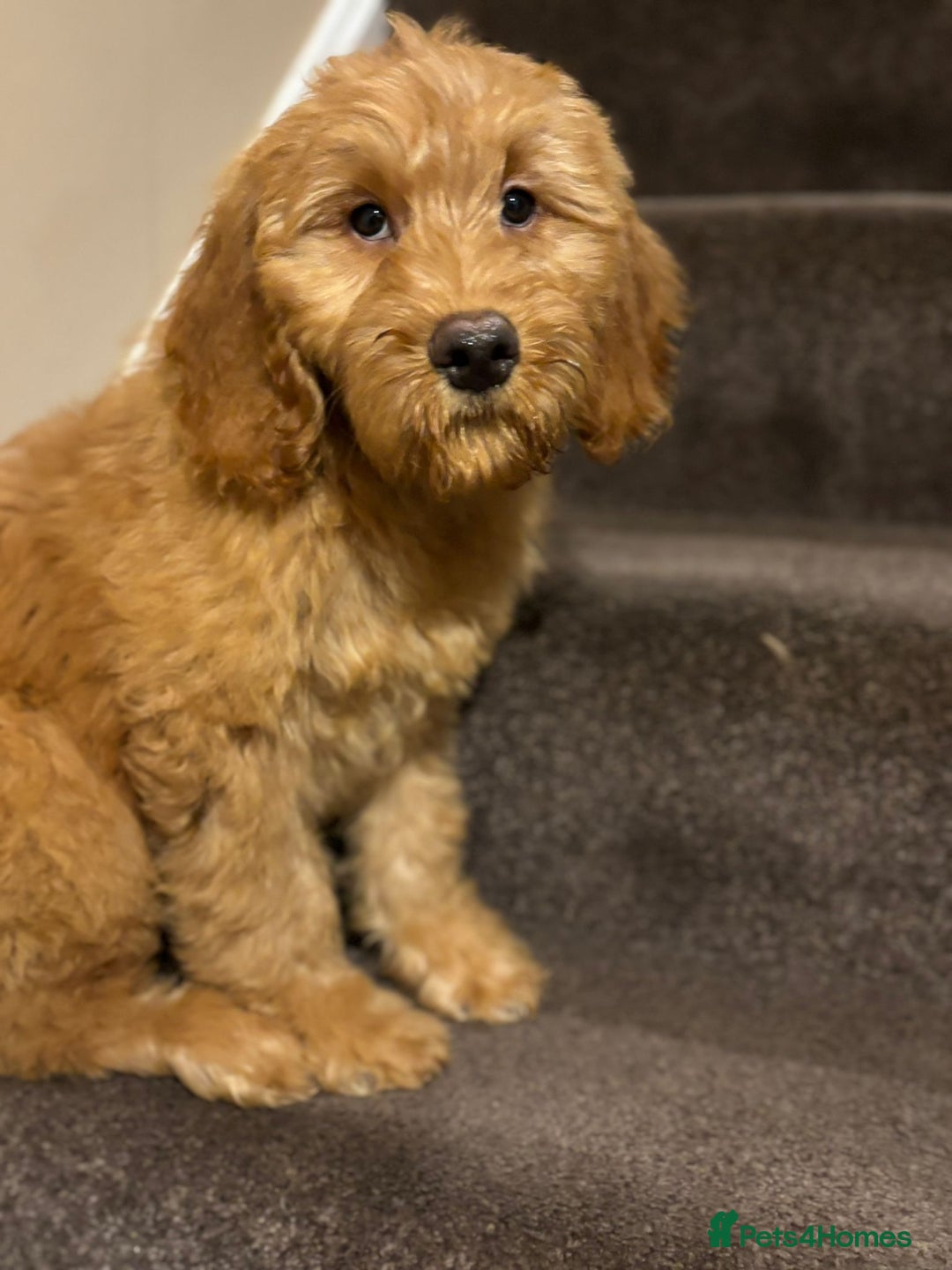 Goldendoodle dogs for sale: Ready Now deep red Golden Doodle F1 pups  - Advert 18