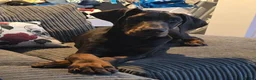 Dobermann dogs for sale: 5 Month Old Dobermann - Advert 2