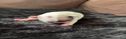 French Bulldog dogs for sale: French bulldogs pups  in Warrington - Advert 4