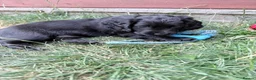 Cocker Spaniel dogs for sale: Working cocker spaniels - Advert 6