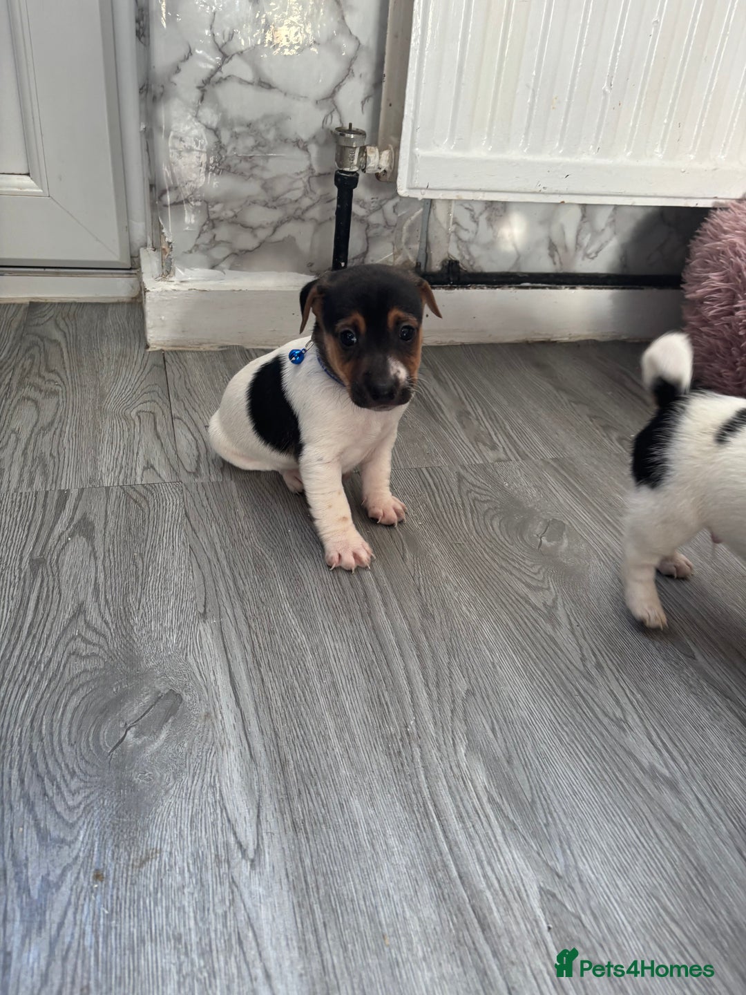 Jack Russell dogs for sale: 5 traditional Jack Russell puppys  - Advert 18