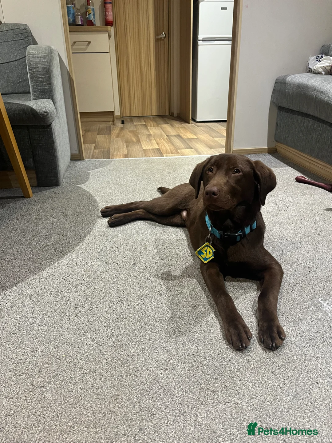 Labrador Retriever dogs for sale: Labrador in Cardiff - Advert 3