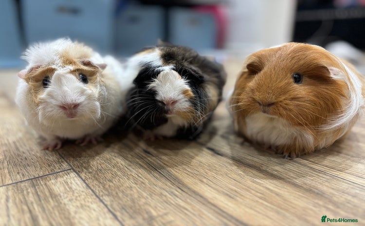 Guinea Pig rodents - Advert 11