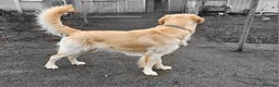 Golden Retriever dogs for stud: Gorgeous Proven KC Golden Retriever Stud in Bristol - Advert 2