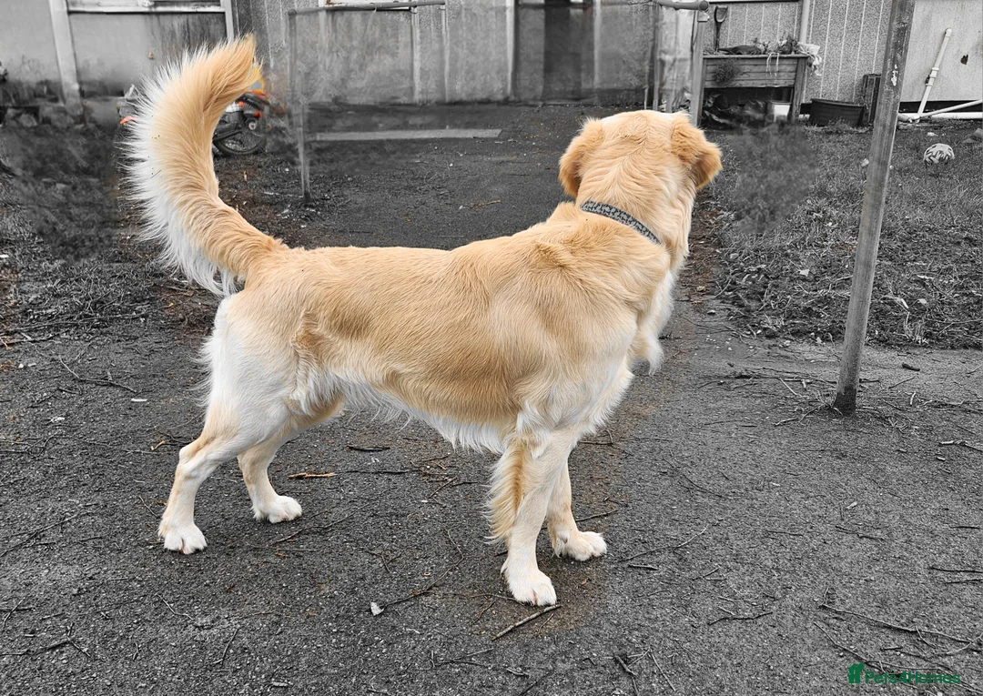 Golden Retriever dogs for stud: Gorgeous Proven KC Golden Retriever Stud in Bristol - Advert 2