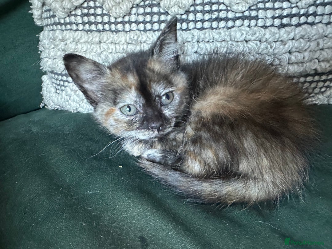 Mixed Breed cats for sale: Lovely kittens - Image 2